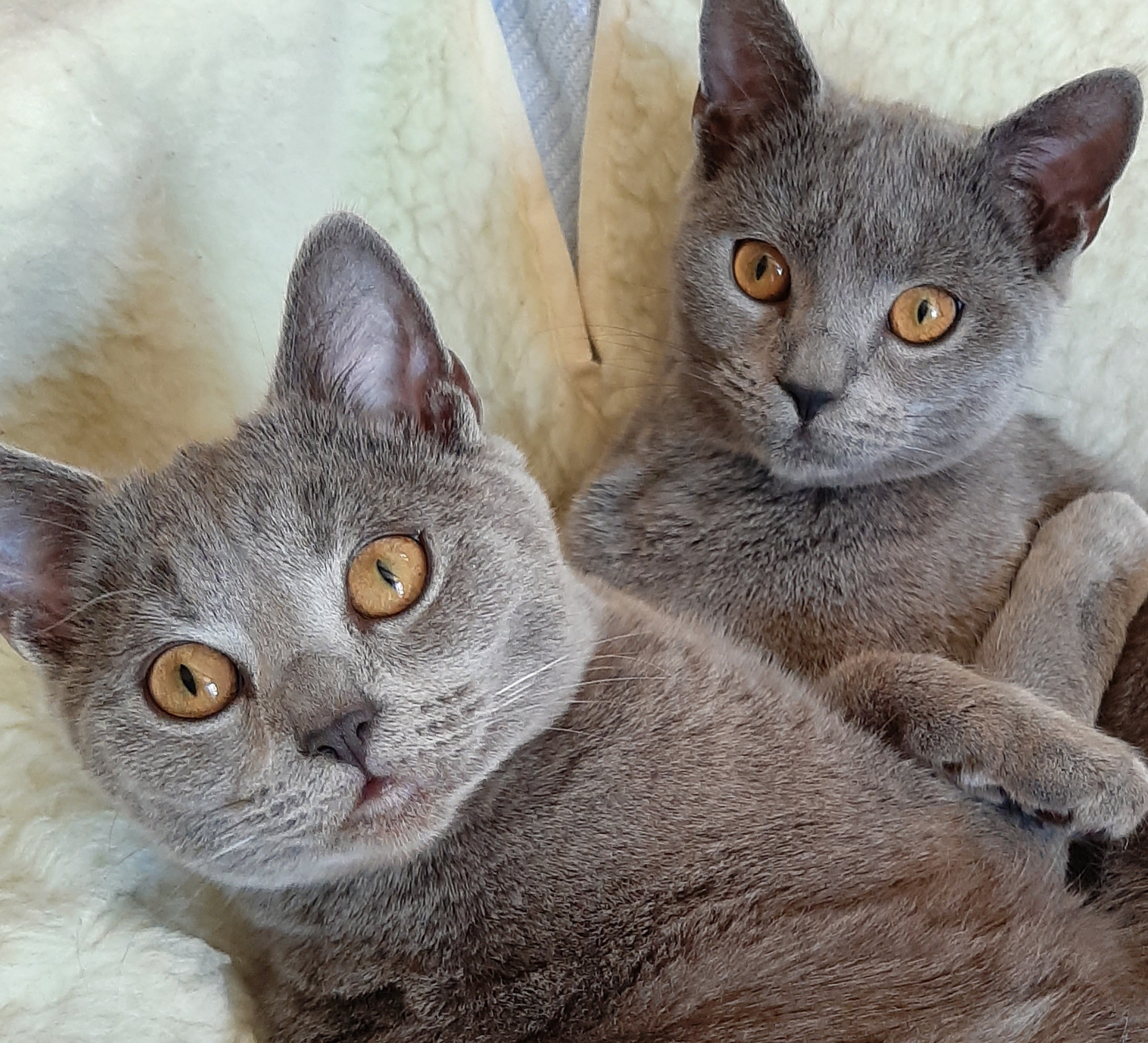 Come Aprire Un Allevamento Di Gatti