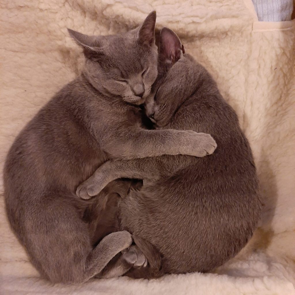 Come Aprire Un Allevamento Di Gatti