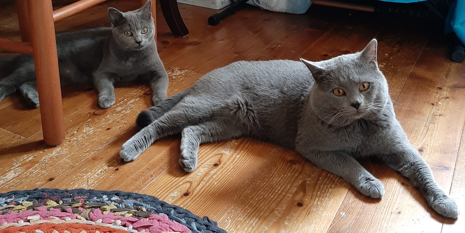 Come Aprire Un Allevamento Di Gatti